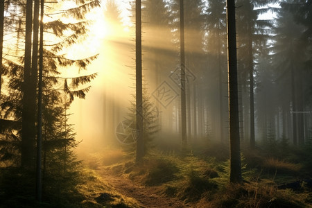 日出的树林图片