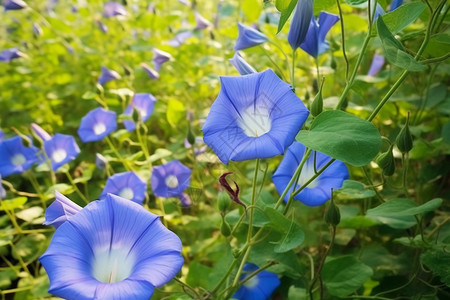 盛开喇叭花清晨盛开的牵牛花背景