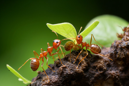 团结协作的蚂蚁图片