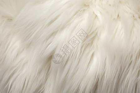 一张白色的动物毛地毯图片