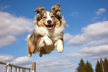 户外训练跳跃的狗狗图片