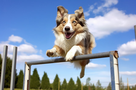 跳跃的可爱狗狗图片