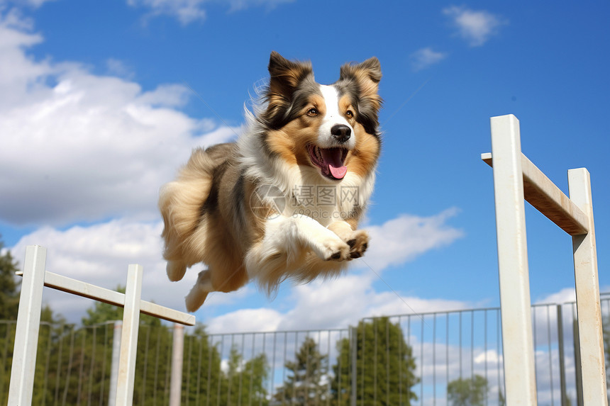 训练跳跃的狗狗图片