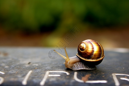 爬行蜗牛速度缓慢的蜗牛背景