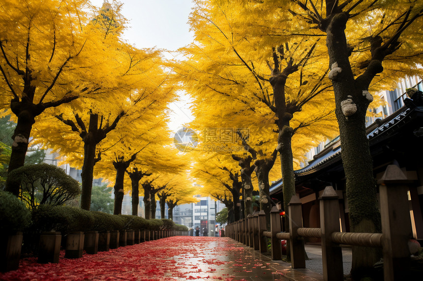 秋天东京城市建筑景观图片