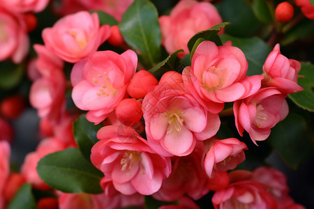 春天的海棠图片