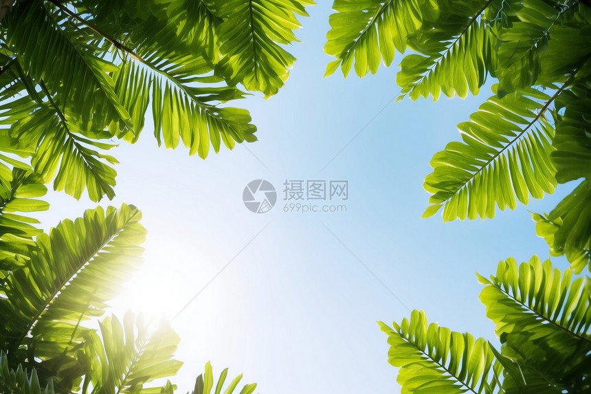 热带棕榈树的树叶图片