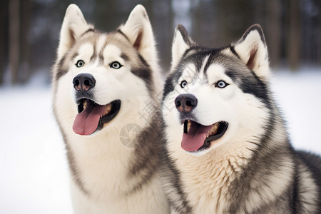 冬季雪中可爱的雪橇犬图片