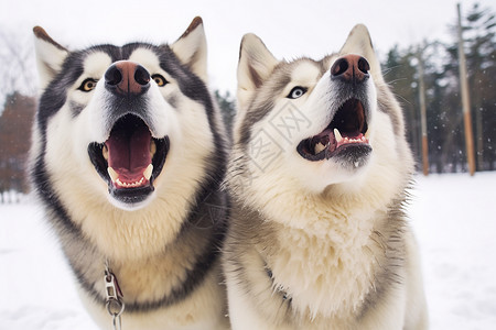 雪山里忠诚的雪橇犬图片