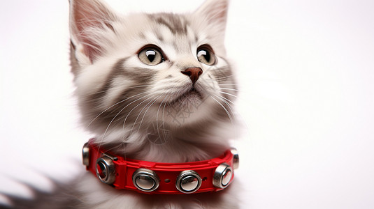 带着红铃铛的猫带铃铛项圈的可爱猫咪背景