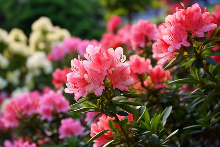 杜鹃花植物背景图片