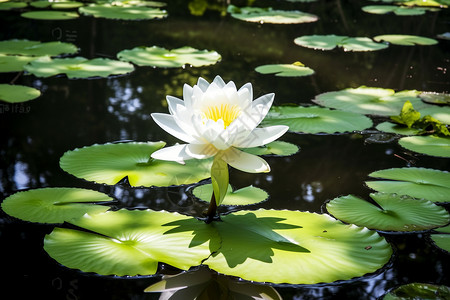 公园的莲花图片