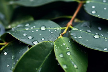 水滴在叶子上背景图片