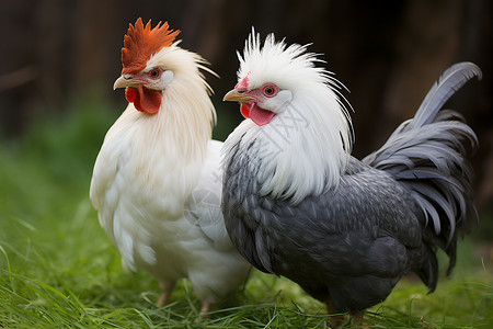农业养鸡场养殖的公鸡图片