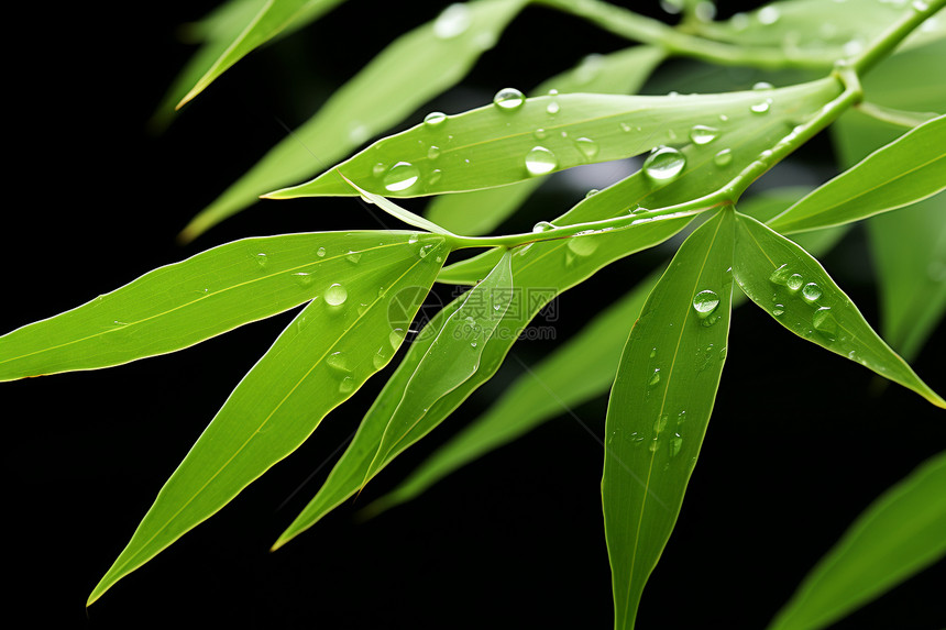 夏季生长的绿色竹子图片
