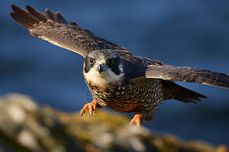 展翅飞翔的野生动物图片