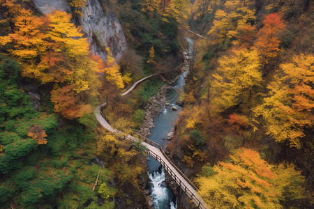 秋天棕色的山林图片