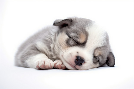睡觉的宠物小狗图片