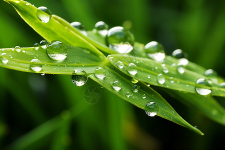 雨后清晨雨后森林中的树叶背景