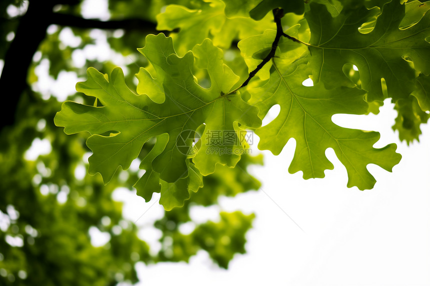 自然界的绿色叶子图片