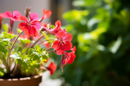 花盆里红花夏季盆栽背景