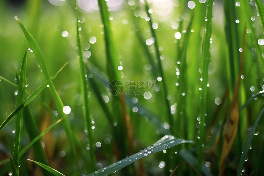 满是雨水的森林草地景观图片