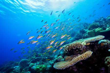深海鱼群热带深海中的群和鱼群背景