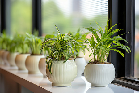 室内植物盆栽背景图片