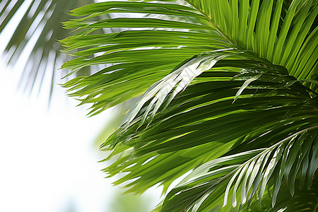 棕榈植物的叶子背景图片