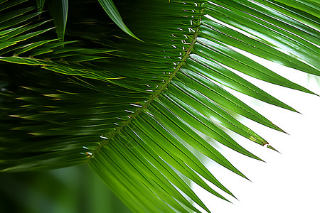 热带地区棕榈植物的叶子背景图片