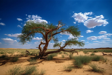 植物在沙漠中图片