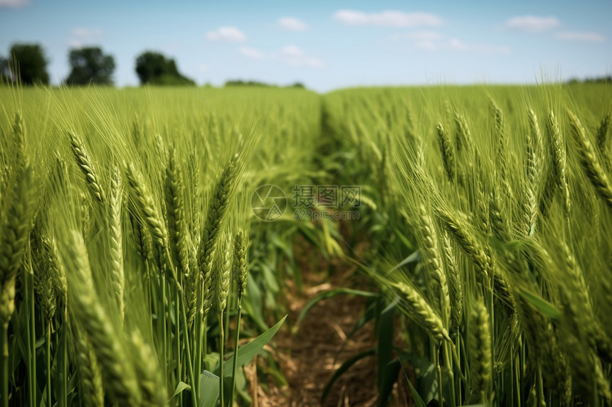 农业种植的小麦田图片
