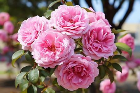 盛开的粉色玫瑰花朵背景图片