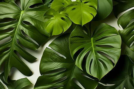 丛林中棕榈植物绿色叶子图片