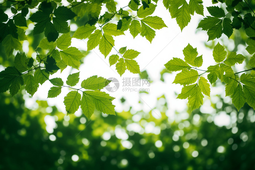 夏季森林中的树叶景观图片
