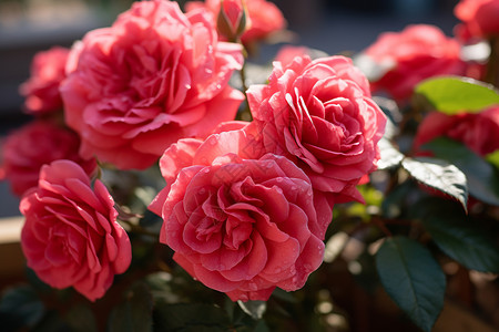 娇嫩欲滴的玫瑰图片
