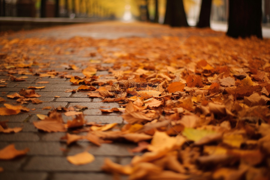 秋天地面的落叶图片
