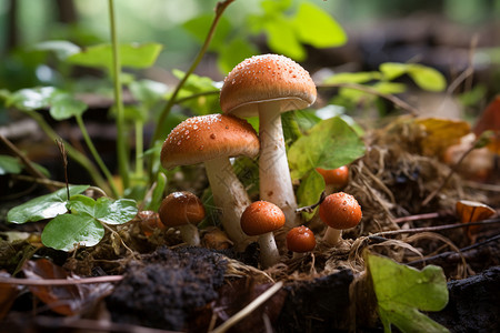 森林食品自然界可食用菌菇背景