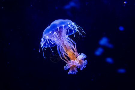 海底的水母图片