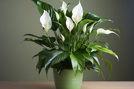 手绘植物白掌室内植物盆栽白掌花背景