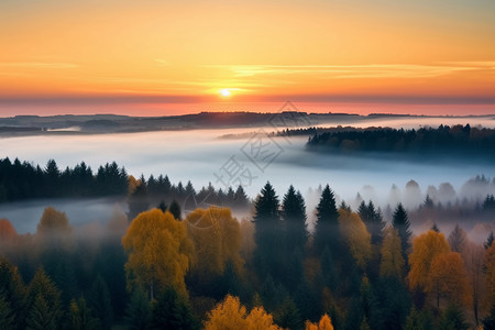 大森林的薄雾景观图片