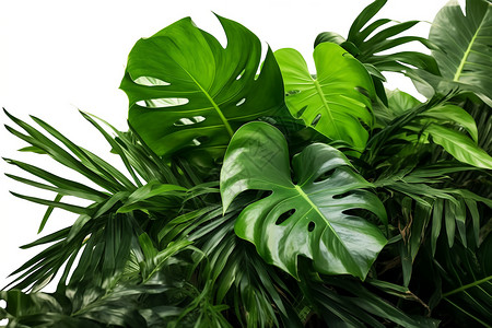 庞大的植物热带环境高清图片