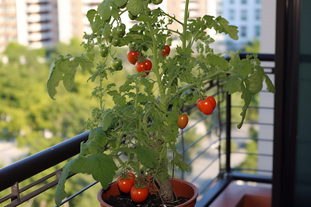 成熟的番茄背景图片