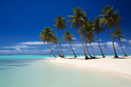 海边的热带树木背景图片