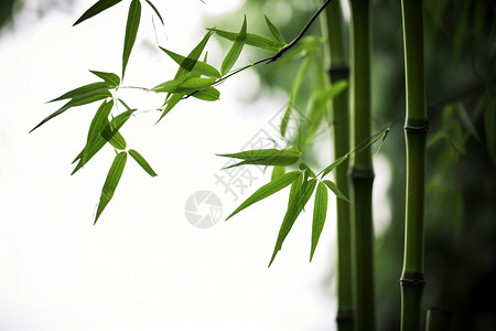 竹子上的绿色叶子背景图片