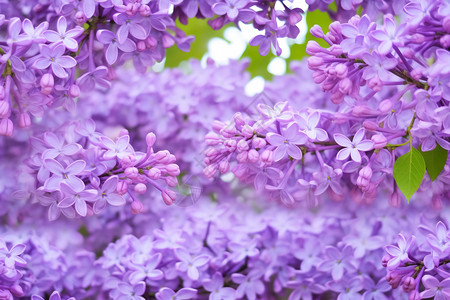 一簇簇紫色的花朵图片