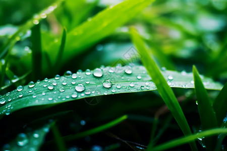 绿色叶子上的雨滴高清图片