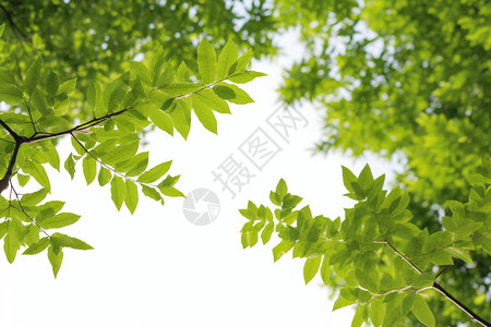 绿色的树枝背景图片