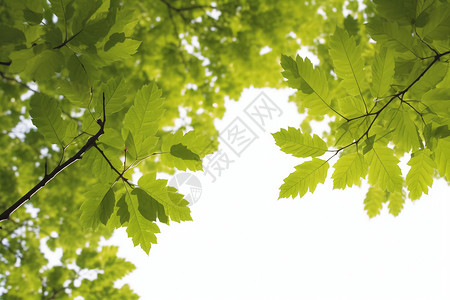 绿色树叶的俯拍图图片