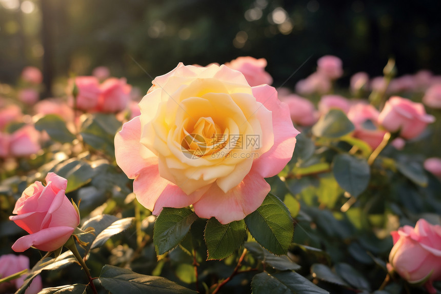 花园中盛开的玫瑰花朵图片